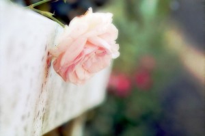 soft pink rose
