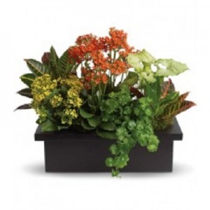 Potted Plant