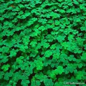Clover