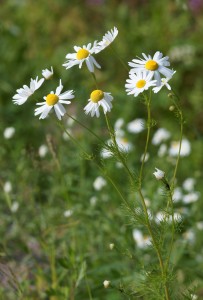 Camomille 