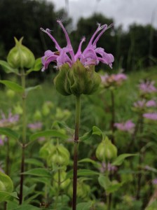 Wild_Bergamot