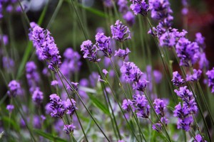 lavender