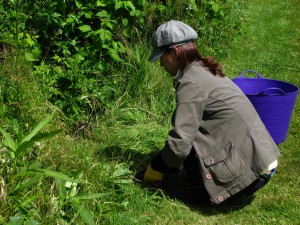 woman weeding garden
