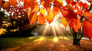 leaves and autumn sunshine