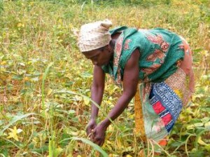 woman harvesting food plants