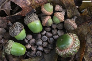 Natural Elements