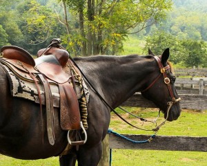horse and saddle