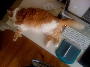 cat on computer desk
