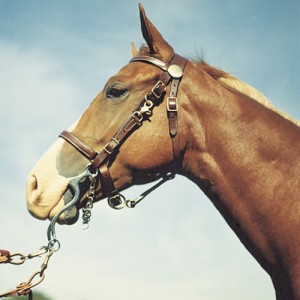 halter bridle combo