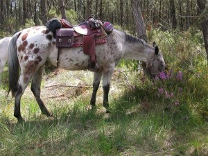 horse with packs