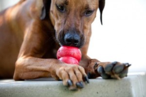 dog with toy