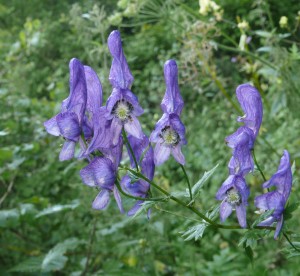 Monkshod Poison plant