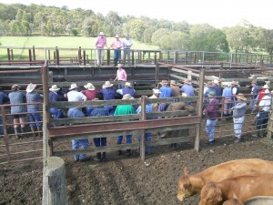 ranching I am a gambler