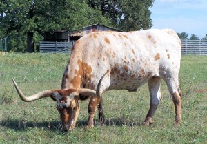 longhorn grazing in pasture