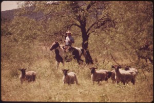 Ranching I am a life