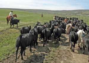 ranching I am a place