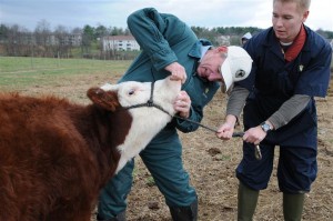 caring for cattle with vet