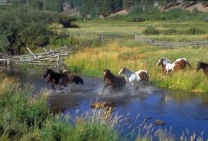 I am a water conservationist
