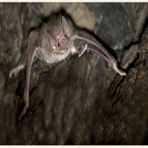 Adopt a Vampire Bat