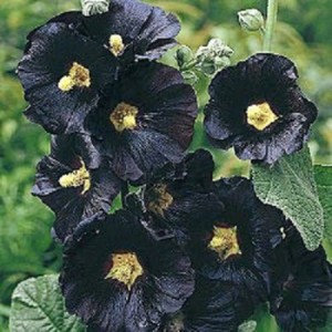 Gothic Plant Seeds