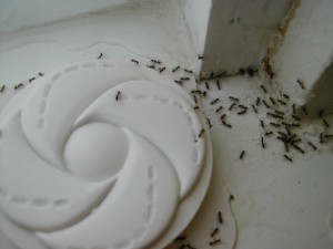 Ants