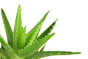 aloe vera plant