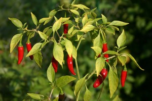 Cayenne and other hot peppers