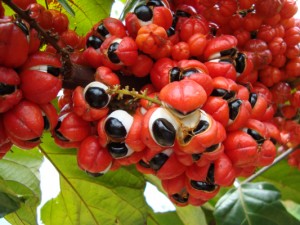 Guarana