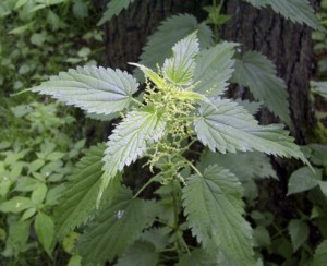 Nettle leaf
