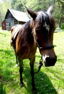 Equestrian
