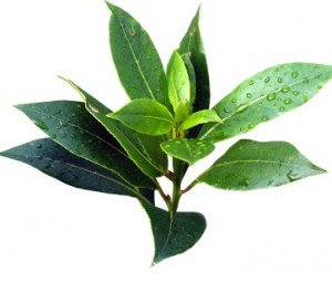 Tea tree