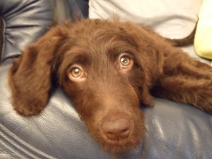 old dog close up