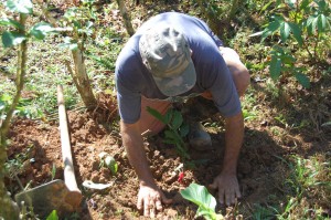 man planting trees