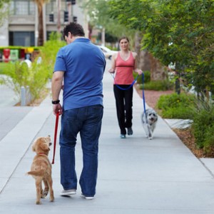 Get a good leash