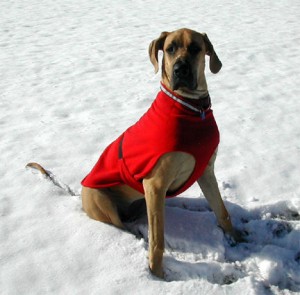 dog with red sweater in snow