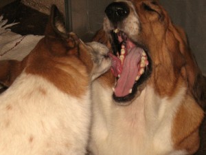 dog with open mouth