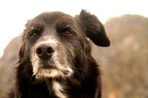 old dog
