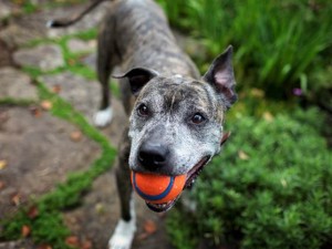 old dog with ball