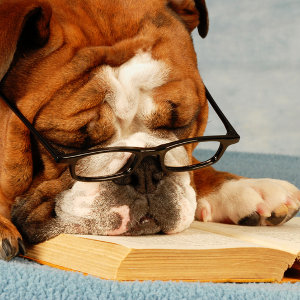 old dog reading book