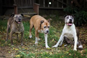 old dogs playing
