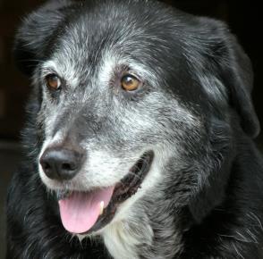 senior dog health