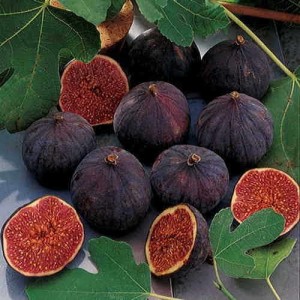 Fig
