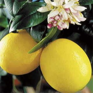 Meyer Lemon