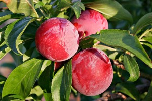 Plum