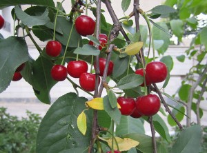 Cherry