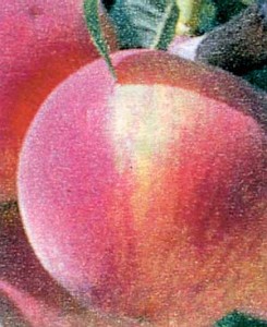Peach