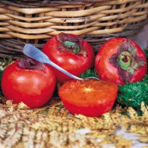 Japanese Persimmon