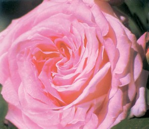 pink rose close up