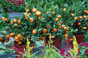 fruit trees main