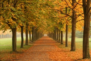garden design ideas